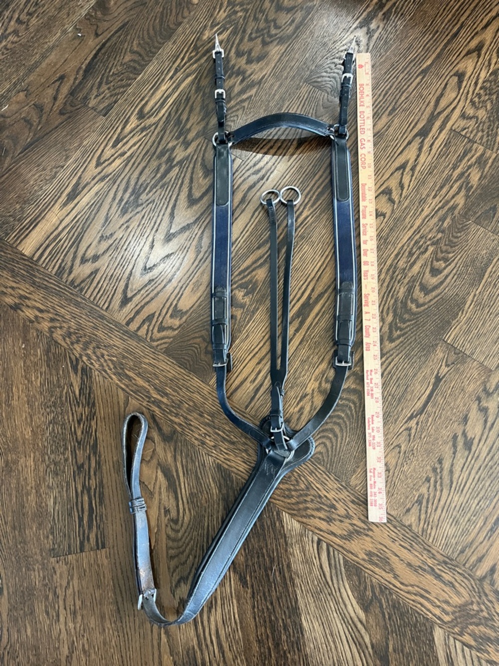 Horse, black and navy running Martindale large horse training equipment